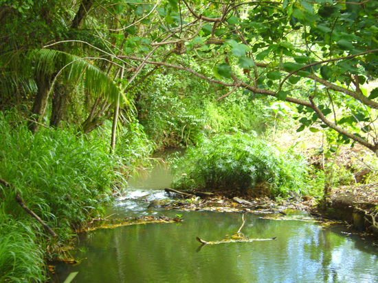 Waldviertel? Hawaii!