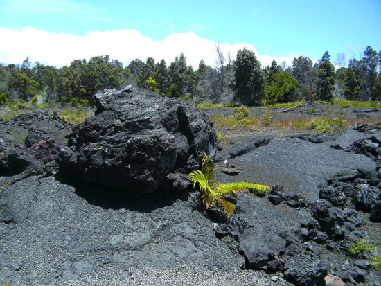 die Natur lässt sich nicht unterkriegen