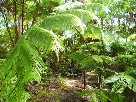 Riesenfarne everywhere