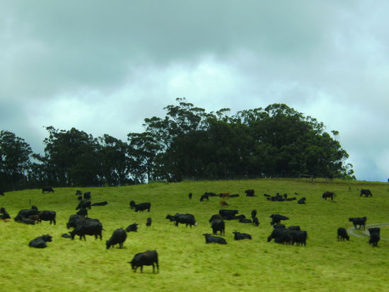 die Parker Ranch – vor Waimea