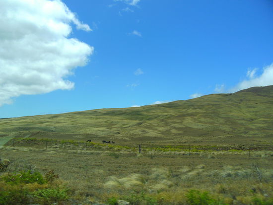 die Parker Ranch – nach Waimea