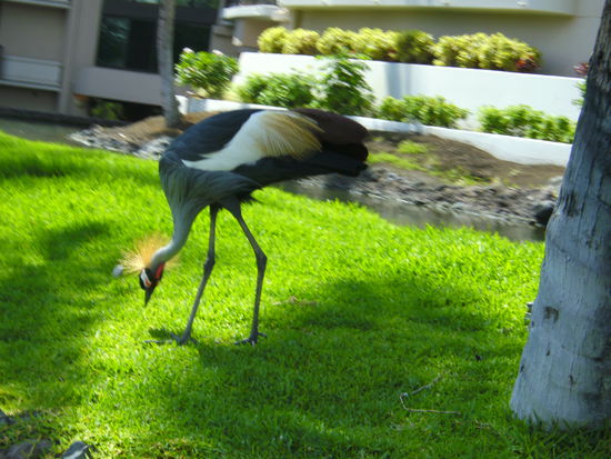 Hilton Waikoloa Village – ein exotischer Bewohner