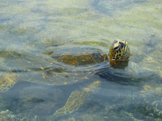 Sea Turtle #15 holt Luft