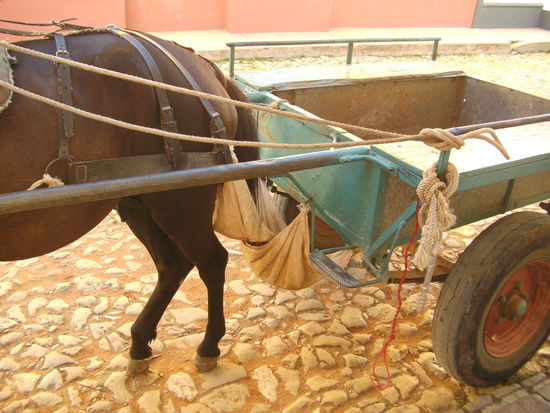 Poo Bags haben alle Pferdefuhrwerke auf Kuba