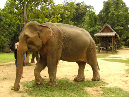 Mae Buakham, unser Favorit, jugendliche 38 Jahre alt