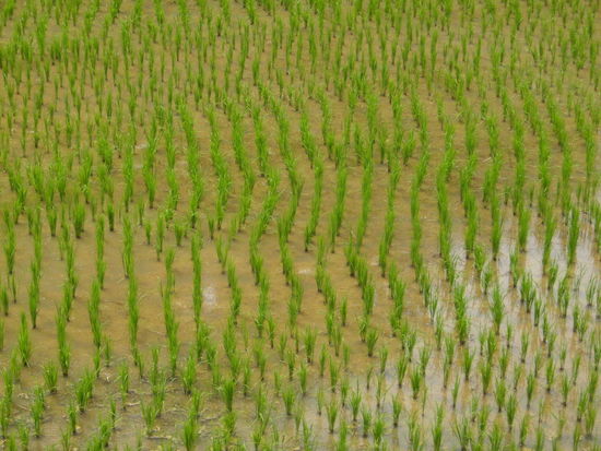 Photo Art | Reisfeld