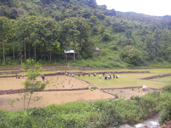 Arbeiter im Reisfeld