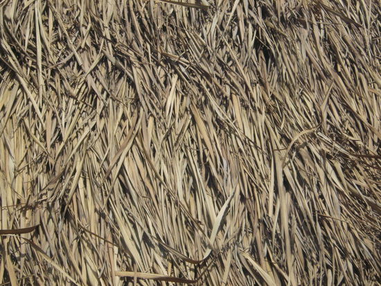 Photo Art | Schilfdach