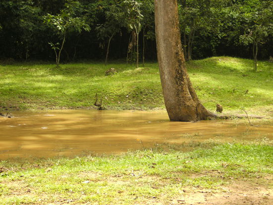 Suchbild: Wer findet die 3 spielenden Affen?