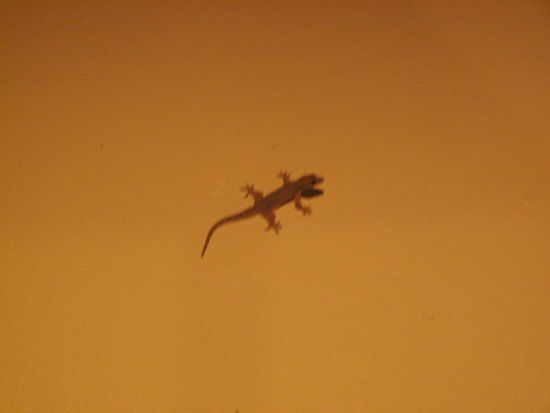 die gibt's hier auf jeder warmen Wand