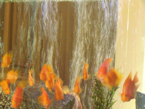 Photo Art | Aquarium am Kho Samiu Airport