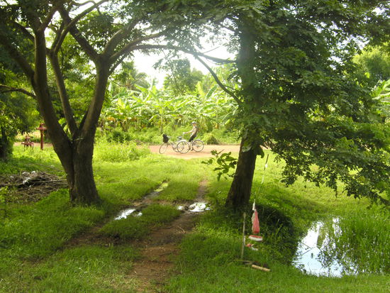 Feli zwischen Reisfeld und Bananenplantage