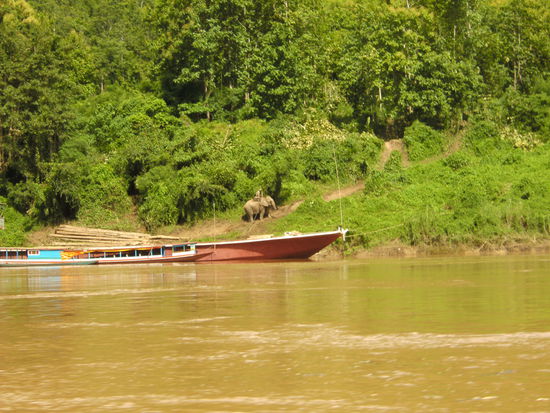 tatsächlich ein Elefant ohne Touristen am Rücken