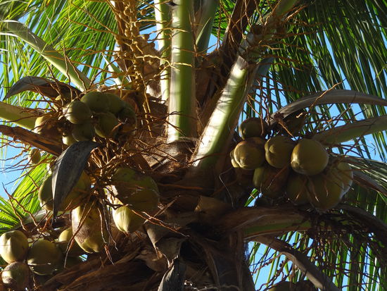 ein Palmfoto muss sein