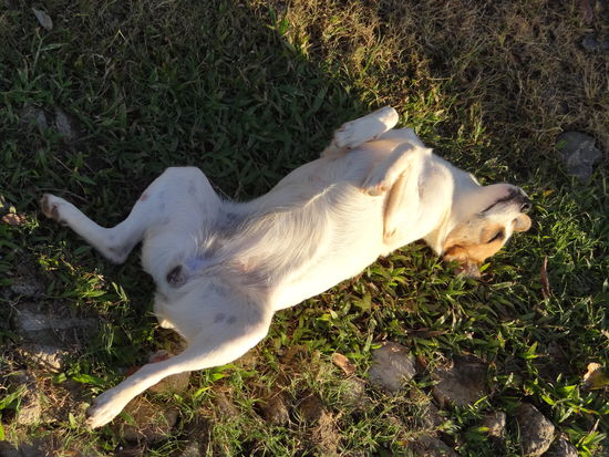 Whitey | wenn man seinen Namen ruft, legt er sich sofort auf den Rücken...