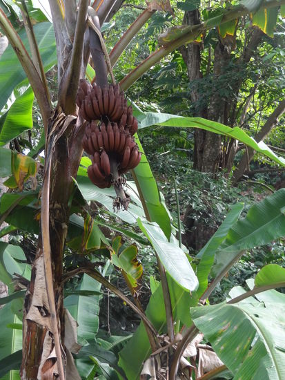 rote Bananen | sollen besser ausschauen als sie schmecken