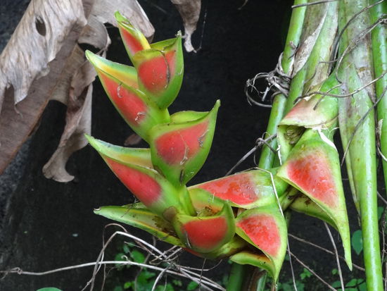 das blüht hier wild