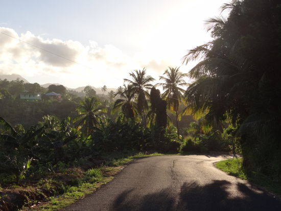 Palmen, so weit das Auge reicht