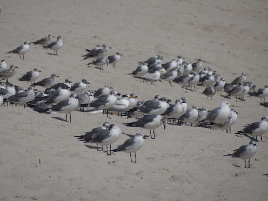 der Strand ist gut besucht