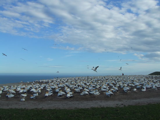 einemillion Australtölpel