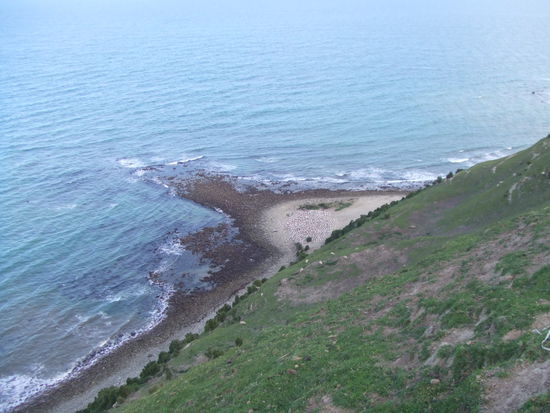 (man erkennt das hier nicht so gut, aber da unten ist auch ein Haufen Vögel...)