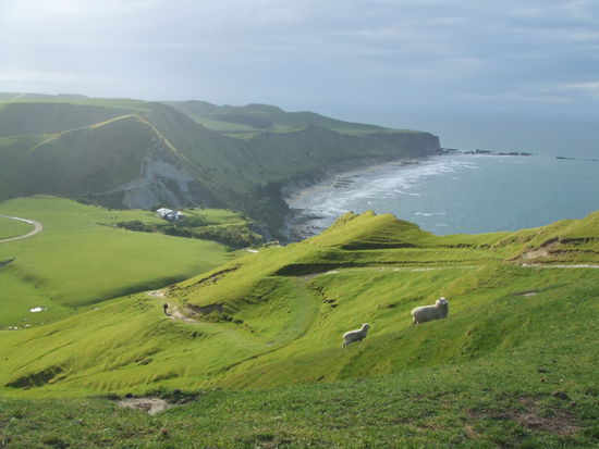 typische Neuseelandlandschaft