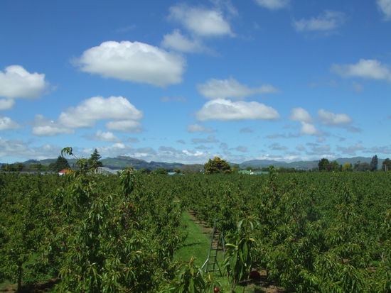 Blick von der Leiter über die Nektarinenplantage