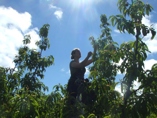Akkordarbeit mit der Nase in der Sonne
