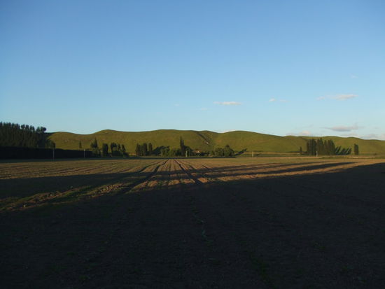 Am Freitag um ca. 6.oo Uhr morgens...
Um eine Reihe (die man hier gut in der Ferne verschwinden sieht) zu jäten, braucht man etwa 4 Stunden.