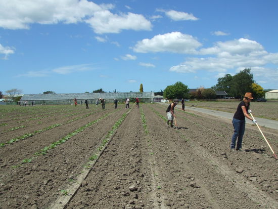 "Weeding" auf'm Kürbisfeld