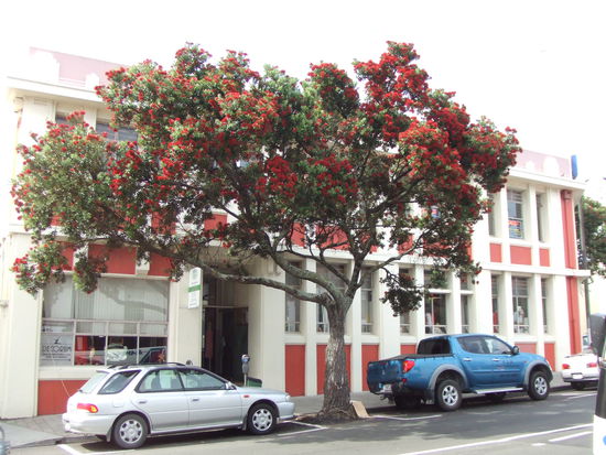 Der Neuseelandische Weihnachtsbaum - Puhutukawa Tree