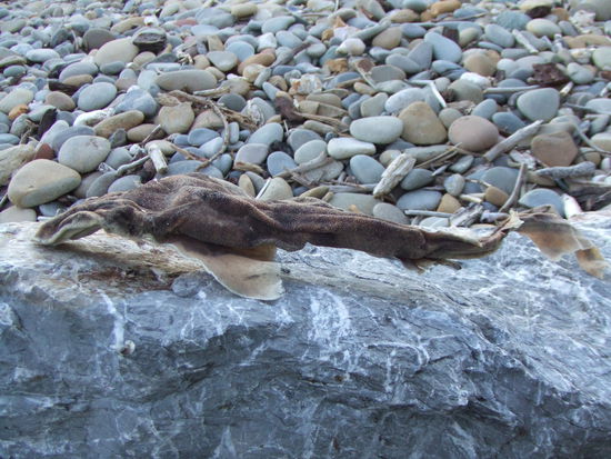 ... und es gibt doch Haie in Neuseeland. Dieser ist allerdings schon seit längerem nicht mehr im Wasser gewesen.