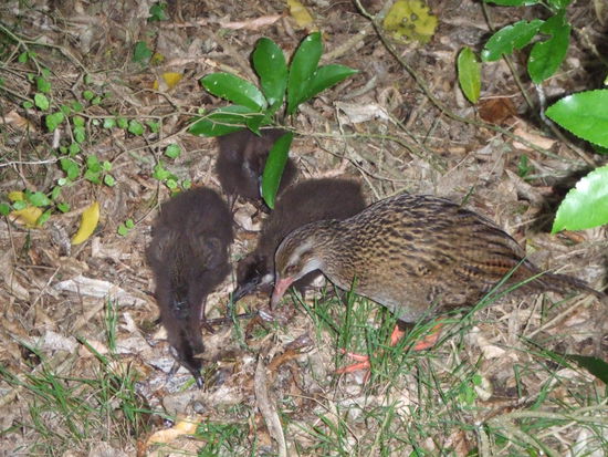 Weka mit Nachwuchs