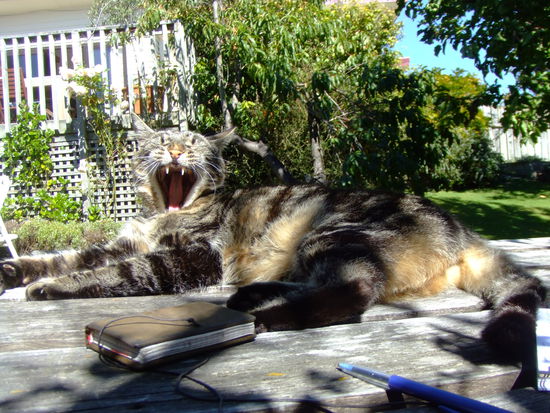 Hostelkatze.  ...man achte auf die Augen  xD