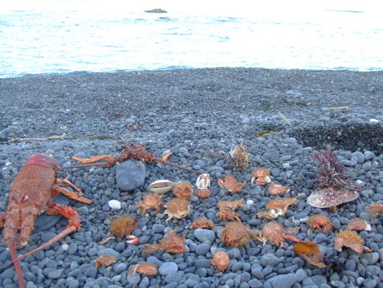 Invasoin aus dem Meer