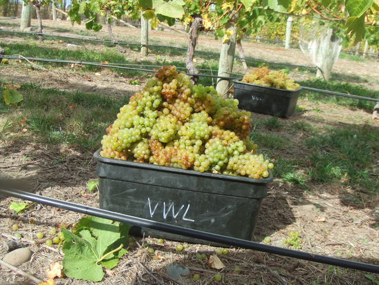 "There is no policy that everybody has his own bin!"