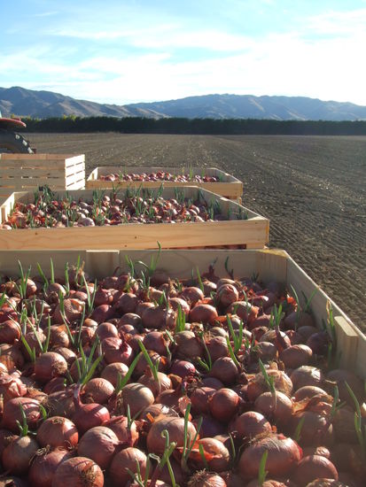 einemilionzichhunderttausendbrilliarden Zwiebeln
