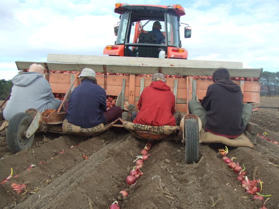 ...also rann an die Zwiebel.