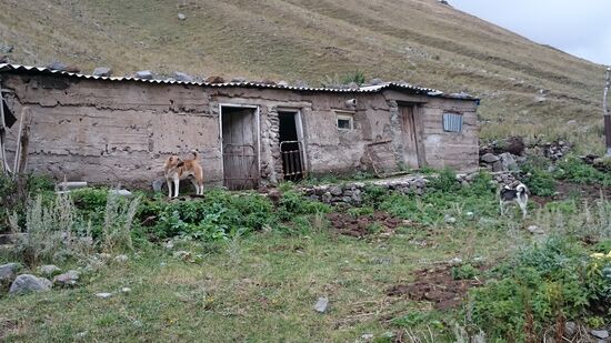 Ein Gampr &amp; Gash.