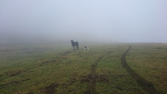 Der schwarze Hengst im Nebel.