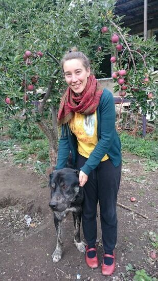 Sewo, ein Gampr, armenischer Herdenschutzhund.