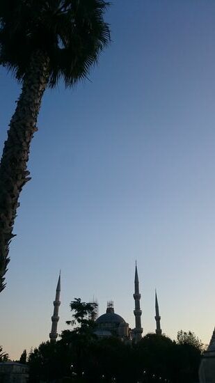 Blaue Moschee unter Palme.