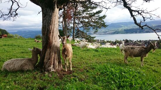 Hier werden nur die vorderen Ziegen gestreichelt. Die anderen sind noch sauber.
