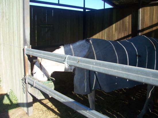 Silver Lady- gluecklich und zufrieden mit Heu, Nuts und natuerlich ihrer Decke!