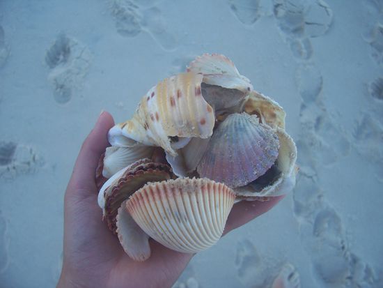 hier kann man prima Muscheln sammeln!