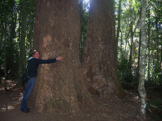 Rieeeeeeessige Baeume...