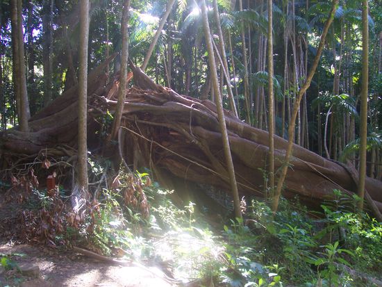 Eine umgeknickte Wuergefeige