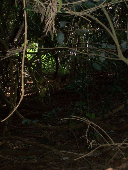 Wer findet das Wallaby?