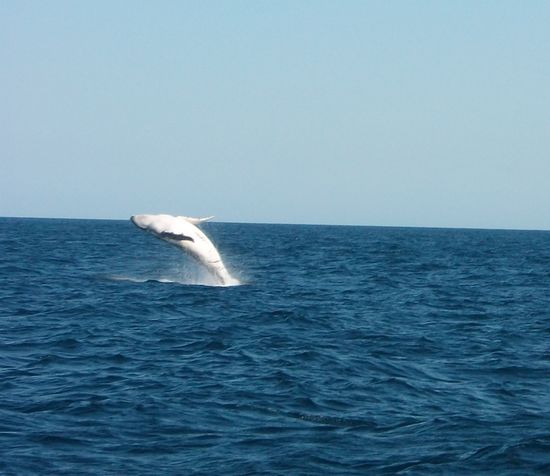 Dieser hier ist ungefähr 2 Wochen alt...