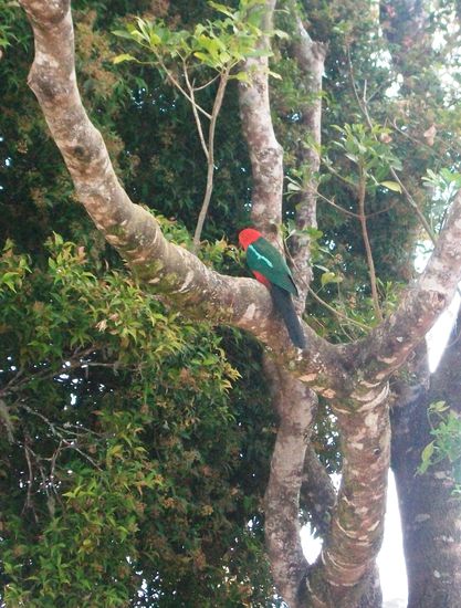 Für alle, die es nicht erkennen: Papagei!